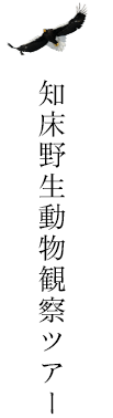 知床野生動物観察ツアー