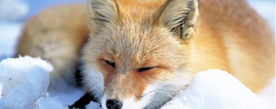 知床野生動物観察ツアーイメージ