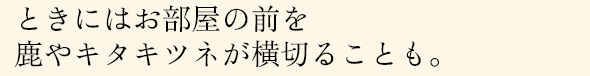 ときにはお部屋の前を
鹿やキタキツネが横切ることも。